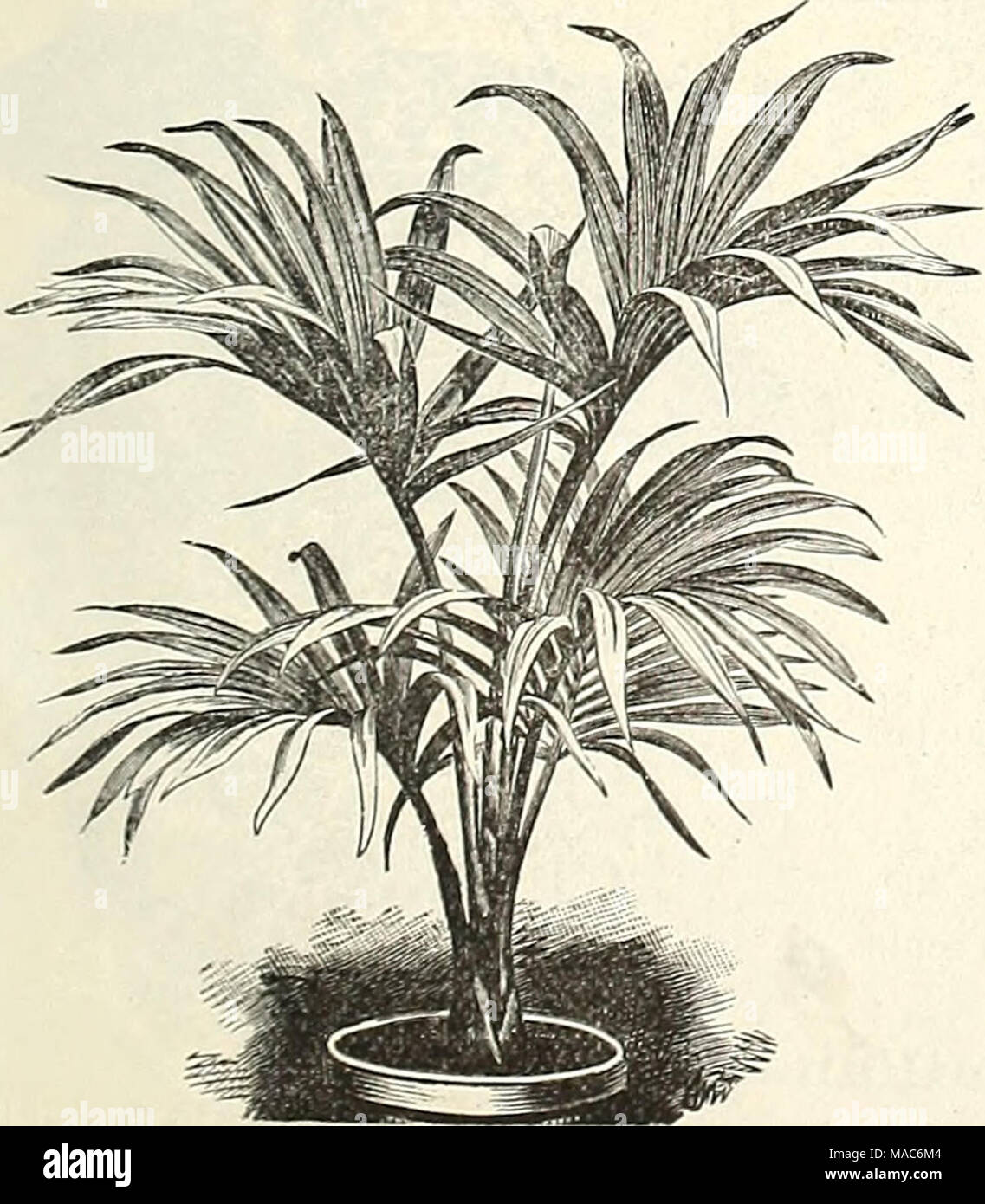 . Dreer's quarterly wholesale price list of seeds, plants, implements, &amp;c. : winter edition, January 1893 March . KENTIA BELMOREANA. Kentia Belmoreana. Inches high. Per doz. Per 100 2} inch pots $2 00 |15 00 3 &quot; '• 10 3 00 25 00 4 &quot; &quot; 15 6 00 '50 00 5 &quot; &quot; 18 12 00 100 00 Kentia Fosteriana. Inches high. Per doz. Per 000 3 inch pots 12 $3 00 $25 00 4 &quot; &quot; 18 6 00 50 00 5 &quot; &quot; 24 12 00 100 00 Cocos Weddelliana. Our immense stock of beautiful young plants for growing on, 2^ inch pots, 6 to 8 inches high, $2.00 per dozen ; $15.00 per 100 ; §125.00 per  Stock Photo