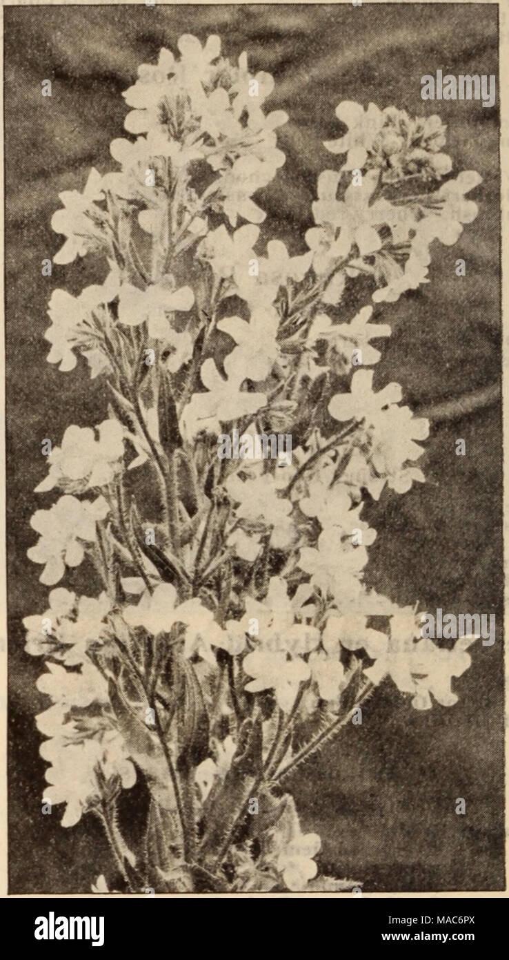 . Dreer's wholesale price list / Henry A. Dreer. . ANCHUSA ITALICA, DROPMORE VARIETY Agrostemma (Campion). Per doz. Per 100 Coronaria. 3-inch pots $0 85 $6 00 Flos Jovis. 3-inch pots 85 600 Ajuga (Bugle). Reptans Rubra. 3-inch pots 100 7 00 Alstromeria (Chilian Lily). Chilensis lOQ 700 Alyssum. Rostratum. 4-inch pots 1 25 8 00 Sexatile Compactum. 3-inch pots 85 6 00 Amsonia. Salicifolia. Strong, 4-inch pots 125 8 00 Anchusa (Alkanet). Italica, Dropmore Variety. Gentian blue 1 50 10 00 Italica, Opal. Light lustrous blue 1 50 Italica, Perry's Variety. An improvement on the Dropmore variety; indi Stock Photo