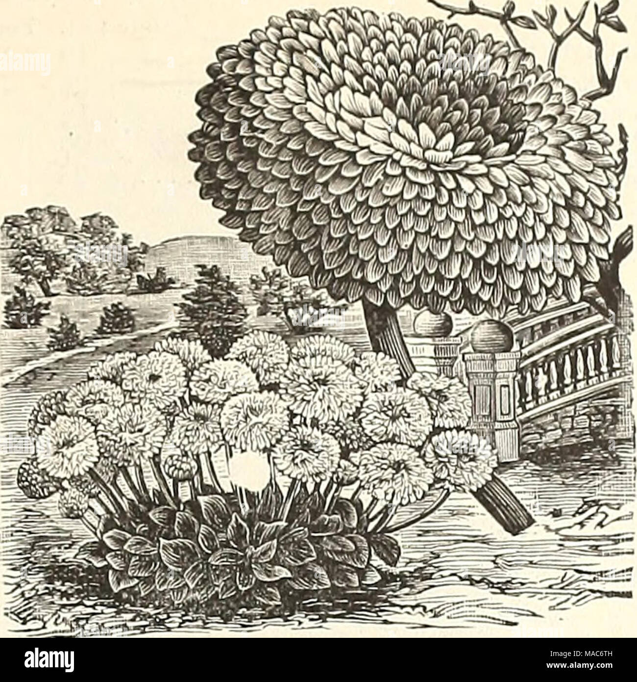 . Dreer's quarterly wholesale price list of seeds, plants, implements, &amp;c. : winter edition, January 1893 March . Double Daisy Snowball. Daisy, Half pkt. 30 Tr. pkt. 50 50 50 50 50 10 30 75 15 10 25 &quot; Longfellow''. Snowball, new white... 30 '' Extra Double White 30 &quot; Extra DoubleMixed 30 &quot; New Quilled, mixed 30 Eschscholtzia, mixed , Feverfew, Double White Fuchsia, mixed, single and double... i trade pkt., 45 cts. Forget-me-not, (see BIyosotis) Gaillardia picta Lorenziana &quot; mixed grandiflora, new apple scented (true), per 100 seeds, 40c.; 1000 seeds, |2.50. '' Zonale, c Stock Photo