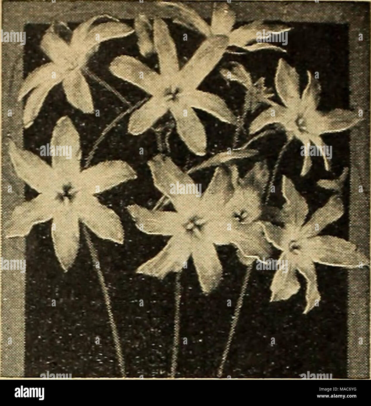 . Dreer's planting guide autumn 1944 . Leucocoryne ixioides odorata Leucocoryne Glory of the Sun Ixioides odorata. An e.xcellent bulb- ous plant for growing indoors. Requires the same general growing conditions as Freesias such as a temperature of 55° to 65° F. Pro- duces its lovely, large, star-shaped blooms in February and March, carrying 4 to 6 slightly fragrant, light blue flowers with white mark- ings in the center on strong, wiry, 12 inch stems. The blooms last for 3 to 4 weeks. 45-540 Top Size Bulbs: 3 for 40c; 12 for $1.35; 25 for $2.25. 40-542 Jumbo Bulbs: 3 for SOc; 12 for $1.85; 25  Stock Photo