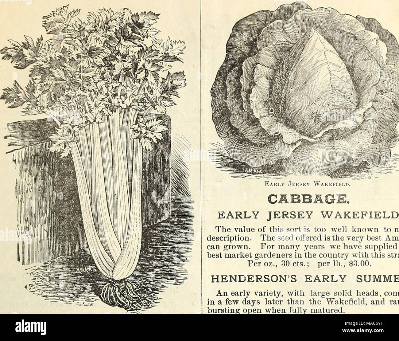 . Dreer's quarterly wholesale list for florists and market gardeners . Golden Selj-Blanchino Celeby. GOLDEN SELF-BLANCHING CELERY. One of the best varieties for the market gardener. Of upright, compact habit, and requiring little labor to blanch. The heart is a rich gold yellow, while tbe outer leaves are a yellowish white. It is an ex- cellent keeper and of rich, nutty flavor. Pkt., lOcts.; oz., 60cts.; { lb., $2.00. NEW ROSE CELERY. In this variety we have a combination of the best qualities of Celery. The red sorts far surpass the white in flavor and possess in their coloring a feature whic Stock Photo