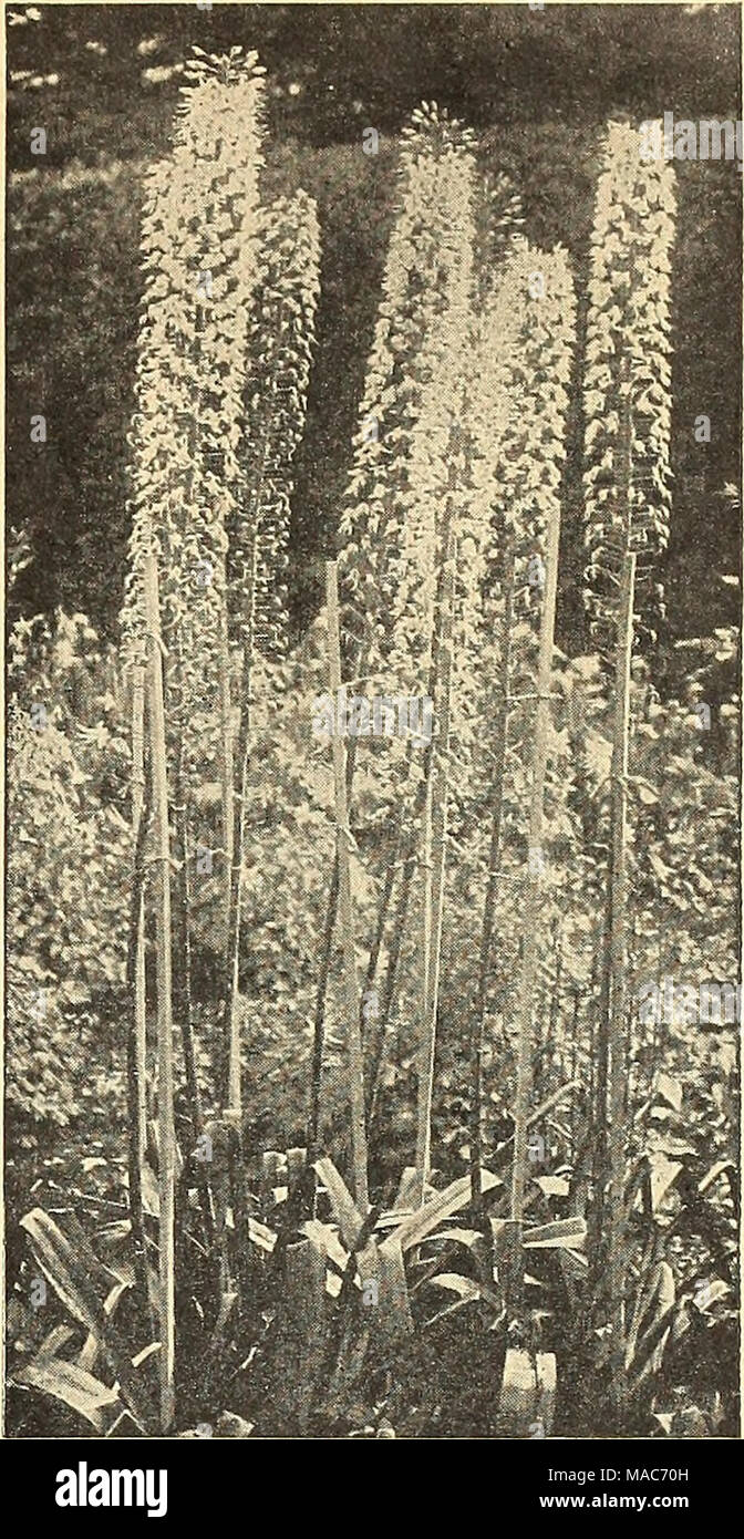 . Dreer's planting guide autumn 1944 . Eremurus Foxtail Lily, Desert Candle Aristocratic hardy plants splendid for the permanent border where they will give a marvelous effect for many years. Plant them in a well-drained, sheltered place with full exposure to the sun. They do best in a deep, sandy loam enriched with well-rotted manure. Cover the crowns with 3 inches of soil and protect the shoots against late spring frost. The flower stalks rise 6 to 10 feet above the long, narrow foliage. 40-450 Bungei. Deep yellow flower spikes making a fine display in July. 6 ft. $1.25 each; 3 for $3.00. 40 Stock Photo