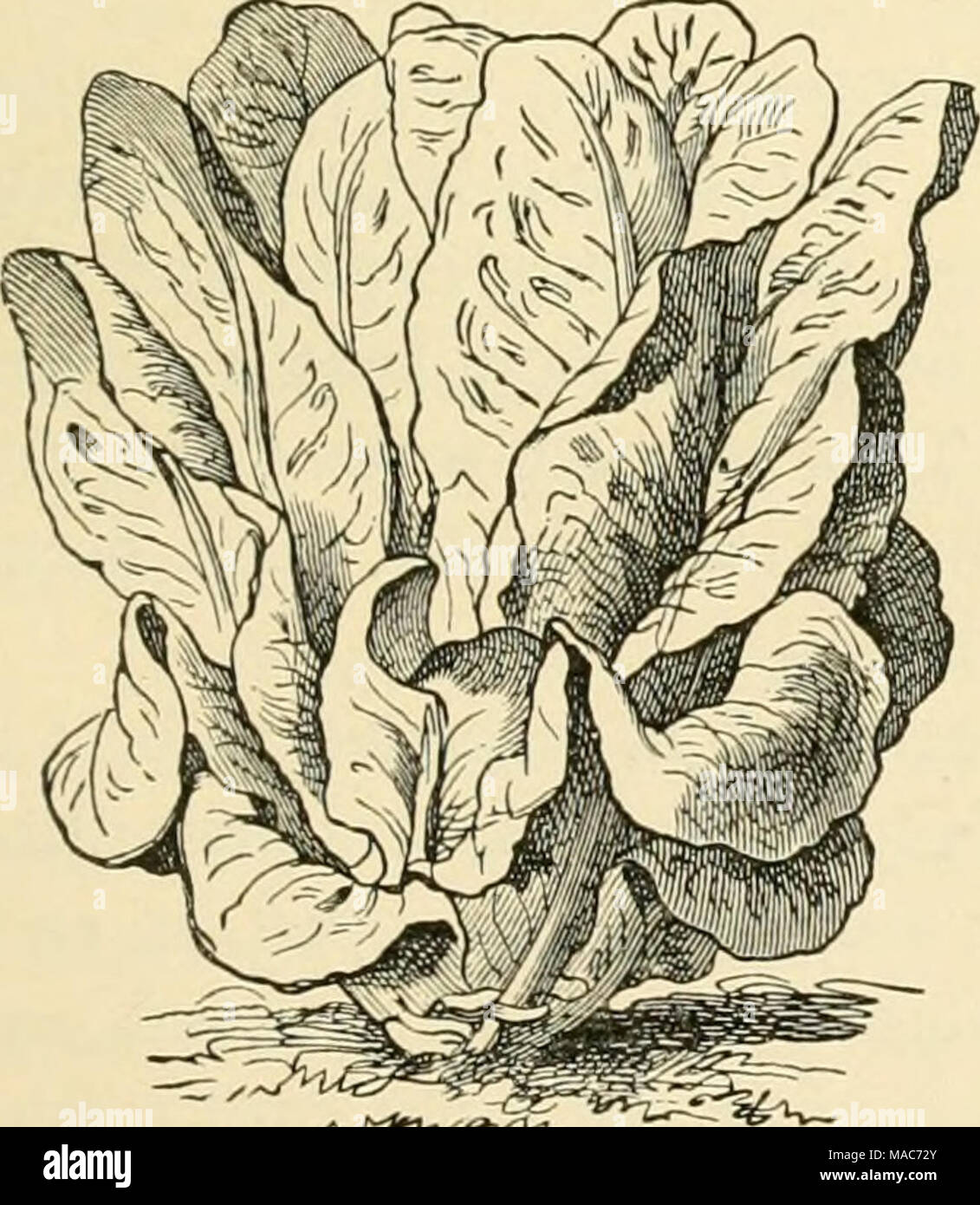 . Dreer's Open-air vegetables . The Cos Type of Lettuce Stock Photo - Alamy