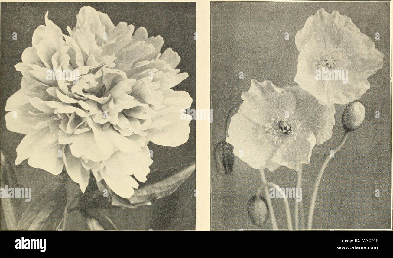 . Dreer's old-fashioned hardy plants . Double Herbaceous P^ony. Papaver Nudicaule (Iceland Poppies). Paeonias—Continued. Color. Paeonia OflBcinalis (Early Flowering) Offlcinalis (Mutabilis) alba blush-white *' '* rosea rose-pink &quot; nibra deep crimson Tenuifolia fl. pi rich crimson Montan (Tree P^ony) &quot; De Bugny white and rose La Ville de St. Denis white tinted lilac &quot; Louise Mouchelet silvery-salmon &quot; Maxima Plena white shaded red &quot; Souvenir de Diicher violet-red &quot; Souvenir d'Etienne Mechin rose-color Papaver (Poppy) A Nudicaule all colors Oiientale Goliath fiery-s Stock Photo