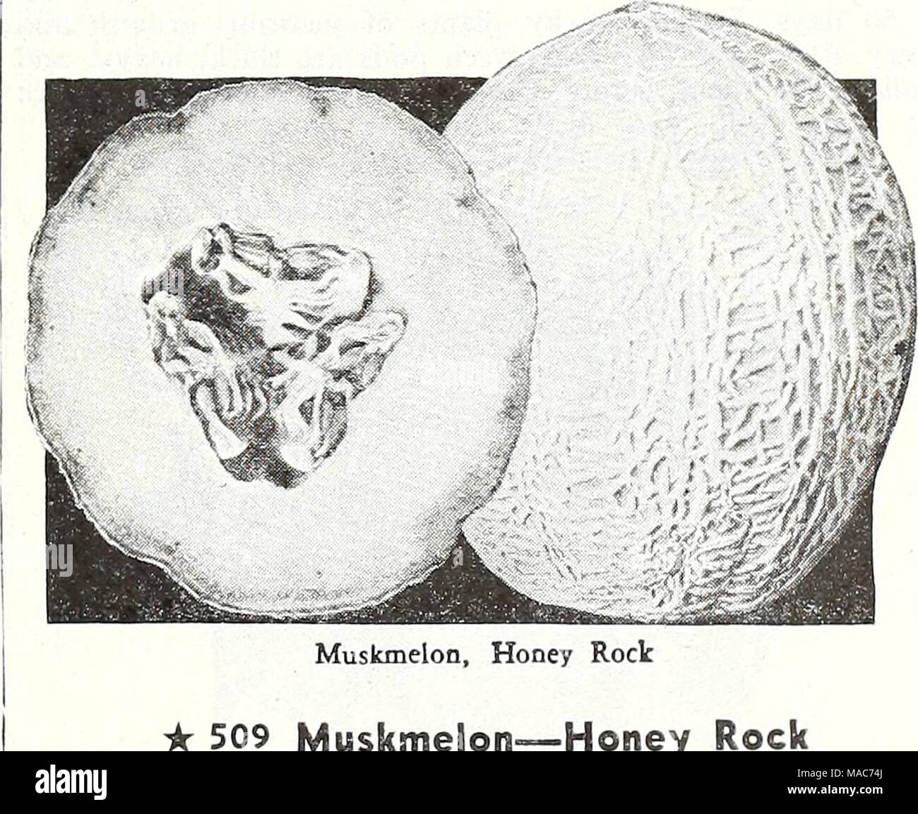 . Dreer's novelties and specialties for 1948 : three superb zinnias for every garden . Muskmelon, Honey Roclc * 509 Muskmelon—Honey Rock 85 days. A newer salmon-flesh variety of delicious sweet- ness and rich aroma. Of medium size with remarkably thick flesh and a small seed cavity. The skin is roughly netted and of a gray-green color. Pkt. 10c; oz. 40c; '4 lb. $1.00. 510 Muskmelon—Hale's Best 86 days. A favorite early melon with attractive well-ribbed and netted skin. The salmon flesh is extremely thick and has a delectable sweetness with somewhat of a musky tang. Pkt. 10c; oz. 40c; H lb. $1. Stock Photo