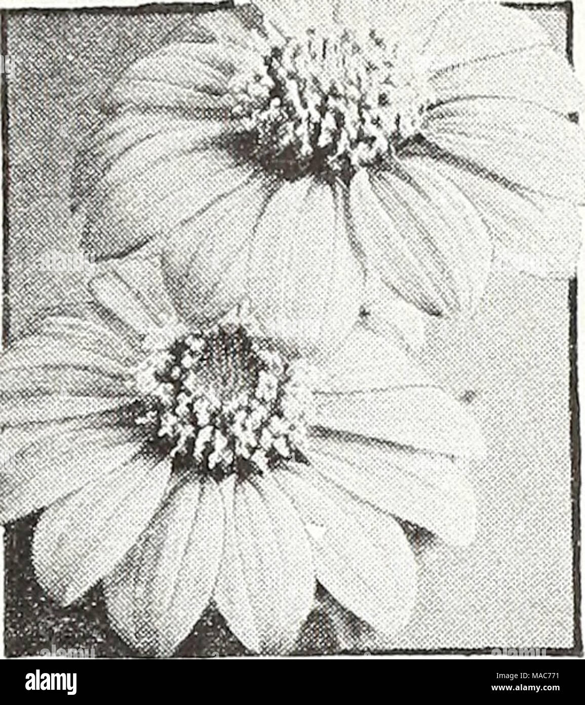. Dreer's novelties and specialties for 1948 : three superb zinnias for every garden . Tithonia speclosa, Early-Flowering Tithonia speciosa ® Mexican Siuiflower Golden Flower of the Ineas 4288 Avalon Earliest Hybrids Mixed. Stately plants, 6 ft. high, carrying during the autumn showy long- stemmed blooms ranging from orange topaz to burnished scarlet- flame. Pkt. 25c; large pkt. 75c. 4289 Early-Flowering. Intensely bril- liant, golden-orange flowers borne profusely on stately 6-ft. plants during the fall. The large blooms are not unlike single Zinnias. Pkt. 15c; large pkt. 40c. Stock Photo