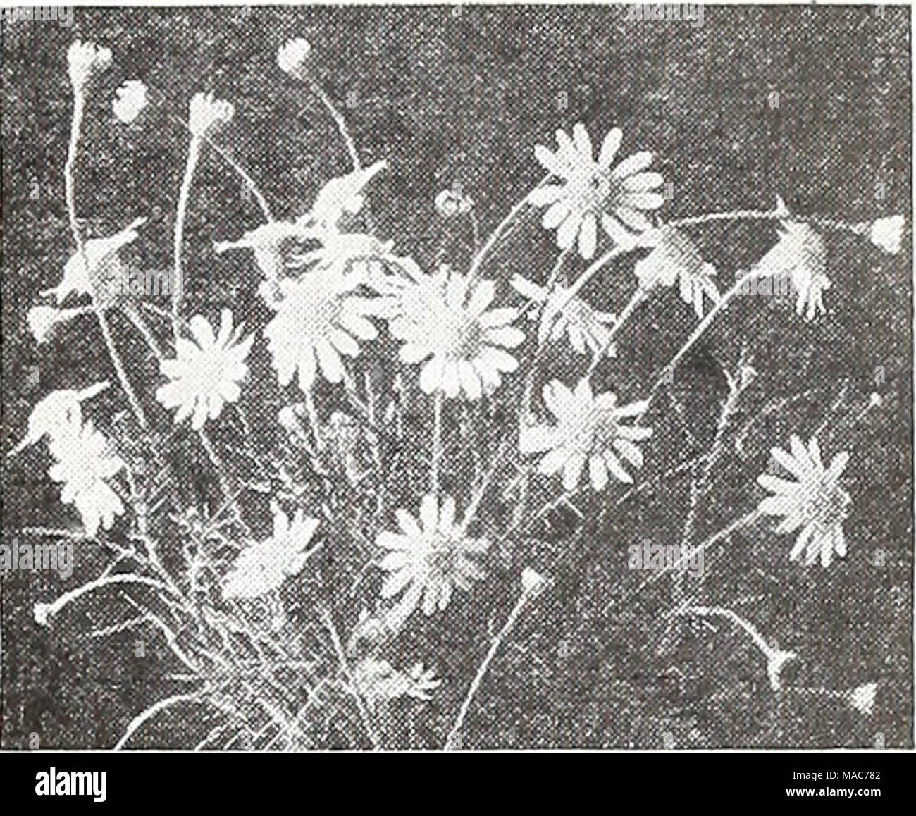 . Dreer's novelties and specialties for 1948 : three superb zinnias for every garden . Dahlborg Daisy DahEborg Daisy ® A 2121 {Thymophylla tenuiloba) A splendid dwarf plant, 6 in. high, forming cushions 8 in. across. The lemon-scented foliage is studded freely with tiny daisy-like blossoms of a brilliant rich golden-yellow color. Flowers from late spring until fall. Excellent for beds and edging. Pkt. 2Sc; large pkt. 7Sc. Stock Photo