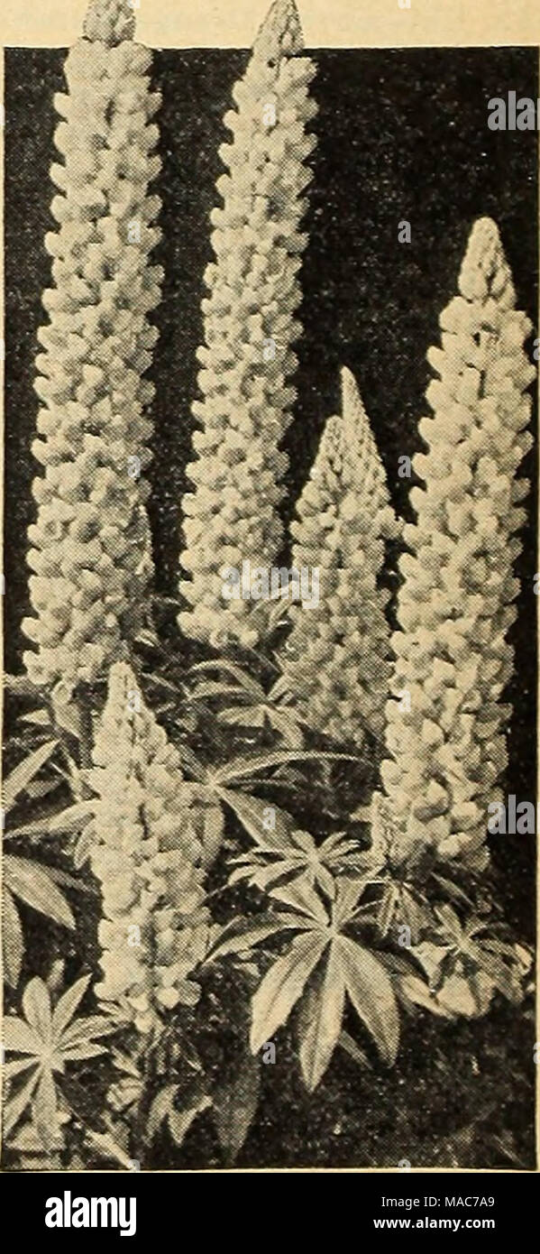 LUPINE RUSSELL Lupinus Polyphyllus Russell 600 Bulk Seeds