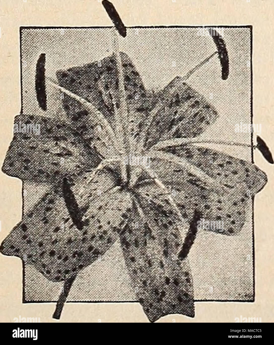 . Dreer's novelties and specialties for a more beautiful garden : 1941103 years of Dreer quality seeds plants bulbs . Tiger Lily Summer Hyacinfh Cape Hyacinth—Galtonia 47-060 Hyacinthus candicans. State- ly strong flower spikes, 3-5 feet tall, each bearing during the summer or early fall from 20 to 30 pure white bell-shaped pendant blooms. Hardy as far north as Philadelphia. 20c each; 3 for 55c; 12 for $2.00. Tigridia—&quot;SfteW Flower Pavonia grandiflora Large, quaintly-shaped blooms of exotic beauty. 18 inches tall flowering during the summer and fall months. Plant after the weather has war Stock Photo