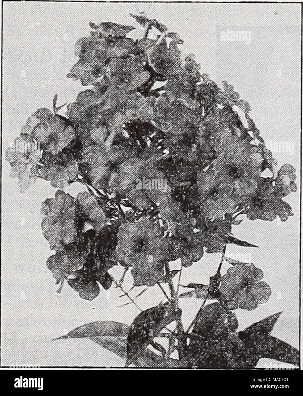. Dreer's novelties and specialties 1939 : 101 years of Dreer quality seeds plants bulbs . Phlox, Aida Aida. Very dark carmine with crimson eye making a striking display. Blooms most profusely. 2 feet. 35c each; 3 for $1.00; 12 for $3.50. Augusta {Plant Patent No. 252). Mag- nificent large trusses of brilliant cherry- red. Will not bleach. 2 J feet. 50c each; 3 for $1.40; 12 for $5.00. Count Zeppelin. Very large pure white with a deep crimson eye. Best of the Calico type. 35c each; 3 for $1.00; 12 for $3.50. Daily Sketch. Large trusses of beautiful salmon-pink with carmine eye. 35c each; 3 for Stock Photo