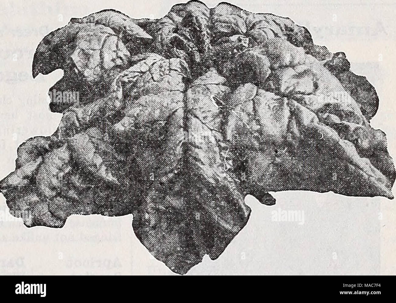 Spinach viking hires stock photography and images Alamy