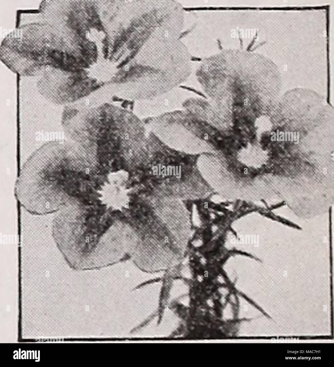 . Dreer's novelties and specialties 1939 : 101 years of Dreer quality seeds plants bulbs . Nierembergia Caerulea Nierembergia—B/ue Cups ® a 3159 Caerulea {Hippomanica). Grace- ful plants 4 to 6 inches tall and spreading more than a foot. The fern-like, bright green foliage is hidden by a mass of lovely cup-shaped lavender-blue flowers. Blooms profusely throughout the sum- mer and autumn. Pkt. 25c; special pkt. 75 c. New Pansies 3248 Shakespeare's Pansies. Though small-flowered this is a most desirable little Pansy of simple, quaint beauty. Many charming colors and blooming freely throughout th Stock Photo