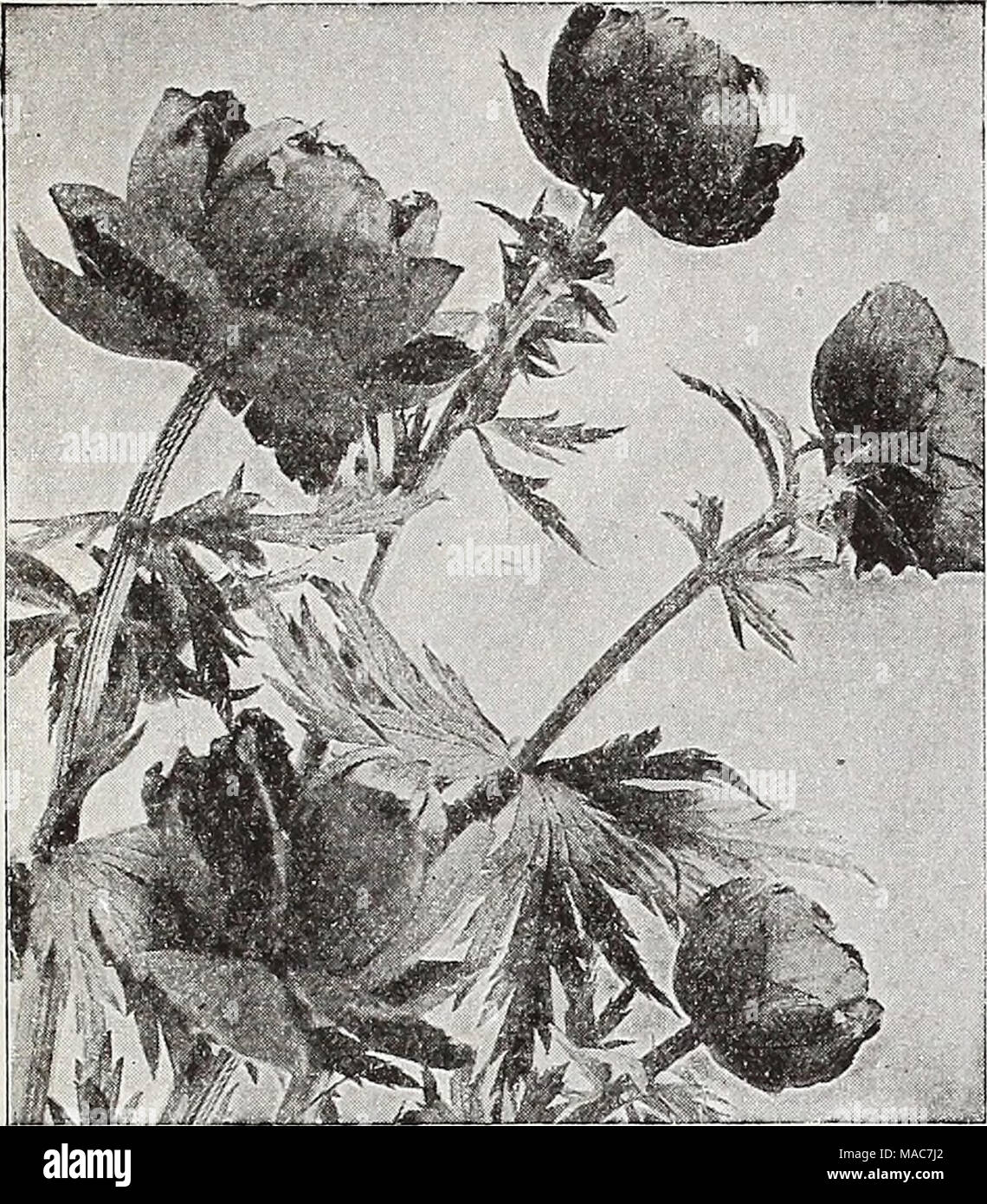 . Dreer's novelties and specialties for 1937 . Trollius—Globeflower ® Desirable free-flowering plants with large, strong-stemmed Buttercup-like blossoms ranging from pale yellow to deep orange. May and June. Europaeus superbus. 2 ft. Glorified globe-shaped Buttercups. Waxy lemon yellow. Ledebouri, Golden Queen. 2 ft. A magnificent variety with beautiful rich golden yellow blooms during July and August. Each 50c; 3 for $1.40; 12 for $5.50. Meteor. 3 ft. Very large, deep rich orange. Orange Prince. 2 ft. A vigorous variety with unusually large flowers of a rich golden orange color. Any of the ab Stock Photo