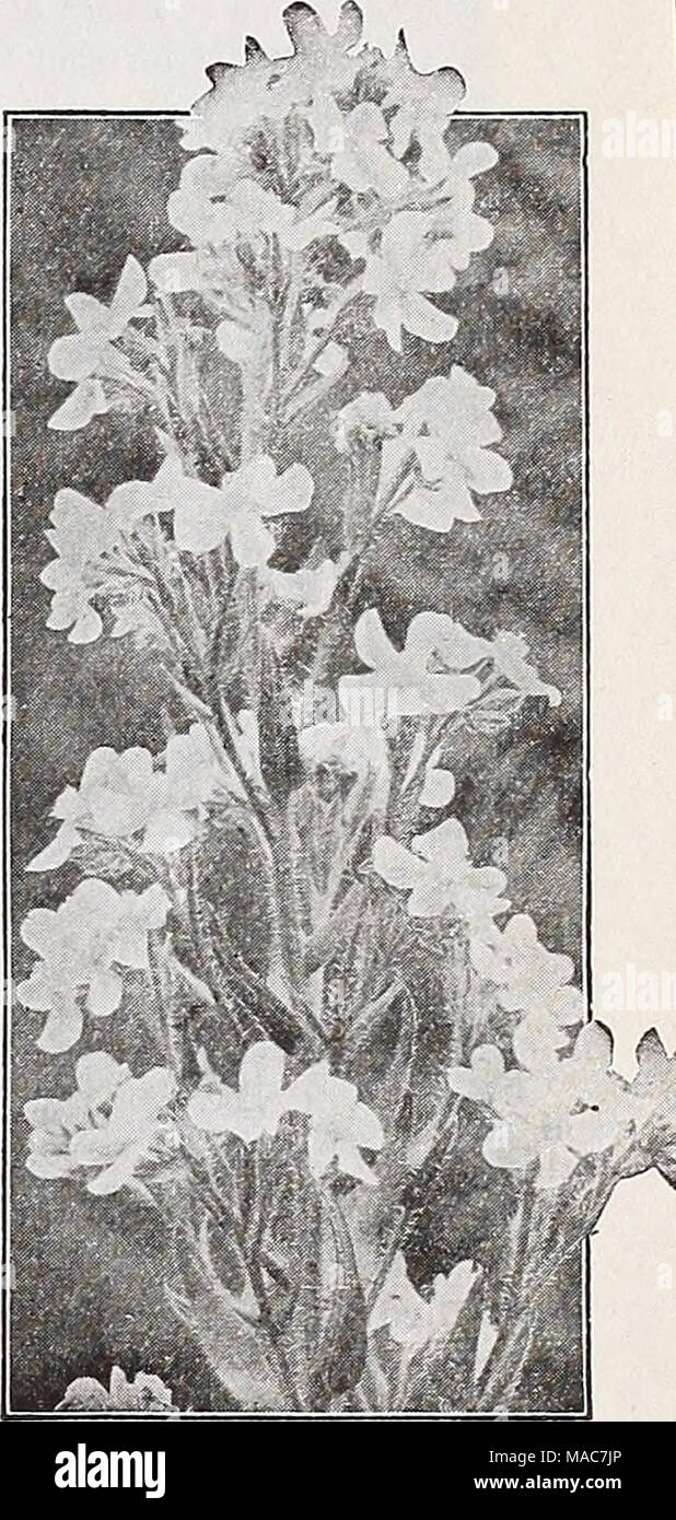 . Dreer's novelties and specialties for 1937 . Aconitum napellus, Spark's Variety Alyssum—Madwort A Saxatile fl. pi. 6-12 in. Double flowers which accentuate the richness of the bright golden yellow color. Blooms profusely during the spring. Each 50c; 3 for $1.40; 12 for $5.50. Anchusa—Sea Bugloss, Alkanet Italica, Morning Glory. 5 ft. One of the finest of this showy genus. Stout, much-branched stems smothered with large brilliant rich blue flowers. May and June. Each 30c; 3 for 85c; 12 for $3.00; 25 for $5.75. Anchusa italica, Morning Glory Myosotidiflora. A • {Forget-Me-Not Flowered Bugloss. Stock Photo
