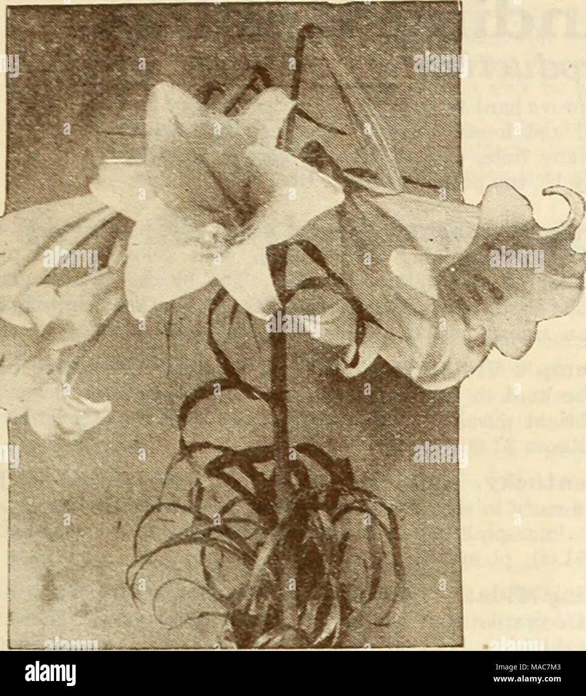 . Dreer's novelties and specialties for 1935 . Lilium philippinense formosanum Two Beautiful Lilies Philippinense formosanum (Dream Lily). A really wonderful Lily with gorgeous, large, pure white, trumpet shaped blooms tinted rose on the outside. It has the same glorious size, at- tractive form, and delightful fragrance as the Easter Lily. Suited to pot and garden culture. Perfectly hardy, blooming in August and September. The plants grow 3 to 4 feet high. Cover the bulbs 6 inches deep. Flowering size bulbs: 30c each; S3.00 per doz.; $20.00 per 100. Regale {RegalLily). ® Few new Lilies have be Stock Photo