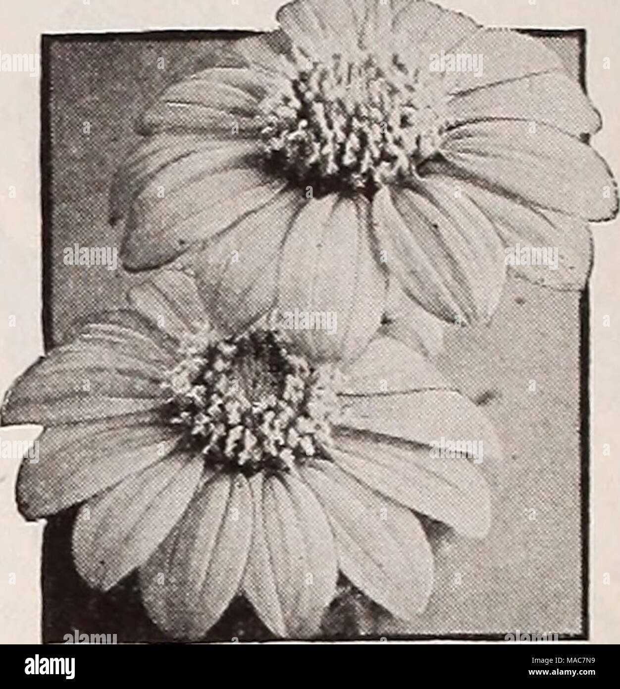 . Dreer's novelties and specialties for 1937 . Tithonia speciosa, Early-Flowering Tithonia speciosa ® Mexican Sunflower Golden Flower of the lncas 4313 Early-Flowering One of the most brilliant of all fall flowers with gorgeous glistening orange- vermilion blooms borne profusely on plants 5 to 6 feet in height. It blooms 10 days earlier than the type which makes it partic- ularly valuable in sections where the season is only moderately long. Its height makes it valuable for background planting but its greatest value is as a cut flower which lasts a long time in water. Pkt. 20c; special pkt. 60 Stock Photo