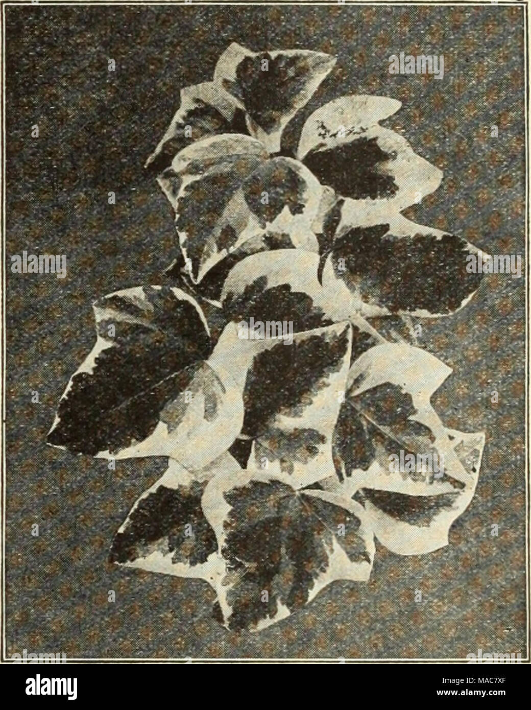 . Dreer's midsummer list 1934 . Large-Leaved Variegated Ivy Large-Leaved Variegated Ivy For winter room decoration and to beautify the porch during the summer time this large-leaved variegated Ivy will be found most serviceable. The color contrast of the leaves is very striking, combining various shades of green with creamy white. Easy to grow; not hardy. 4-inch pots, 7Sc each. Pandanus—Screw Pine Veitchi. One of the finest decorative plants for the house. Graceful foliage, broadly striped with cream-white on a green ground. 6-inch pots, $2.50 each. Sansevieria Zeylanica. The old-fashioned cro Stock Photo