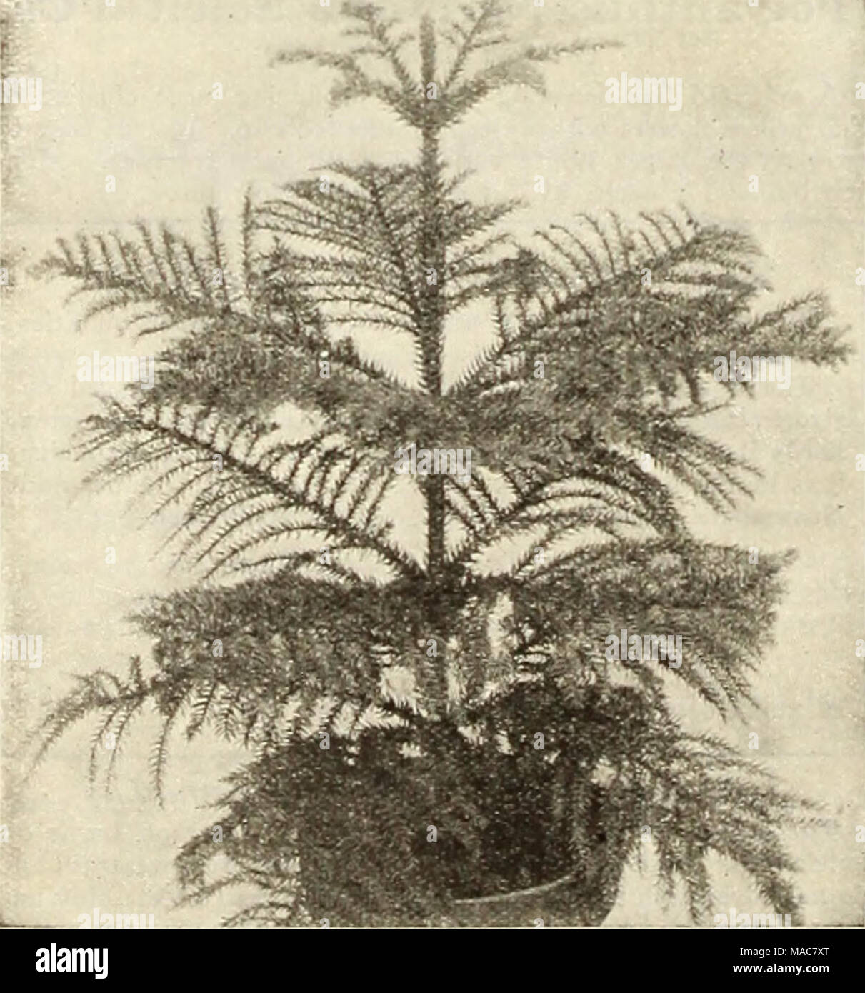 . Dreer's midsummer list 1934 . Araucaria excelsa Araucaria—Nor/offe Island Pine Excelsa. A beautiful tender evergreen, unequaled in symmet rical habit of growth by any other plant. A favorite for house decoration during the winter and for the porch in summer time. 4-inch pots, $2.00; 5-inch pots, $2.50 each. Asparagus Plumosus nanus {Asparagus Fern). There is no better plant for table decoration than this. The foliage is more delicate than that of the finest Fern, being lace-like in its filminess. A plant with half a dozen stalks is a mass of dainty, misty green. 5-inch pots, 50c each. Aspidi Stock Photo