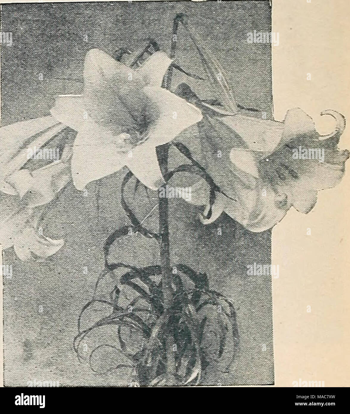 . Dreer's novelties and specialties 1934 . Lilium philippinense formosanum Lilium—Hardy Lilies 2987 Philippinense formosanum. A truly remarkable Lily with umbels of large, white, long trumpet-shaped flowers, like an Easter Lily. The plants will bloom in 6 to 8 months from the time seeds are sown; very fragrant. 2 to 3 feet. Pkt. 25c; special pkt. 60c. 2988 Regale. One of the most beautiful of all hardy garden Lihes. Grows 3 to 5 feet high, blooms outdoors in July. Large, trumpet shaped flowers; color ivory-white, shaded pink and tinged with canary yellow at base of petals. Pkt 15c; } oz. 50c.  Stock Photo