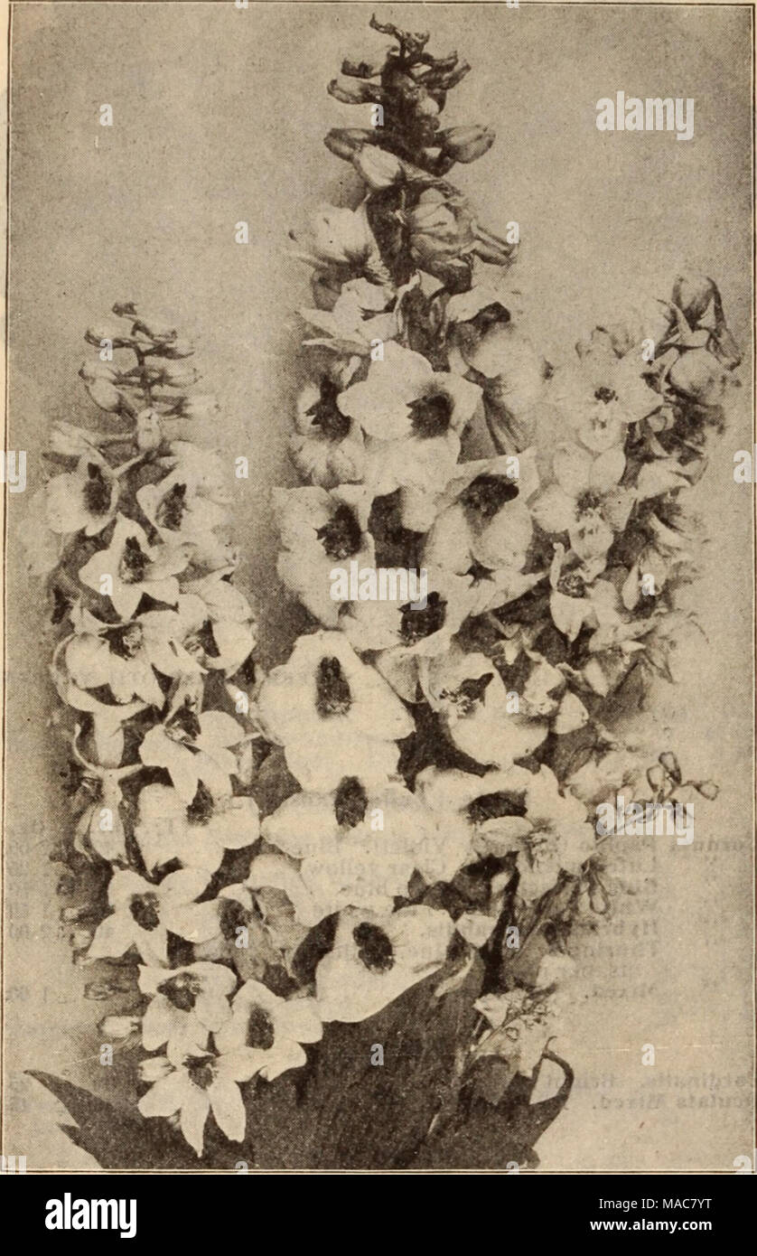 . Dreer's wholesale price list / Henry A. Dreer. . GOLD MEDAL DELPHINIUMS Acanthus mollis latifollus Achillea, Ptarmlca fl. pi., White Yarrow), all summer &quot;The Pearl&quot; 'Double A fine white cut flower; blooms Aconitum Napellus (Monkshood) Agrrostemma Coronaria. Bright crimson Alyssum Saxatile Compactum, Yellow Ampelopsis VeltchI (Boston Ivy). $1.50 per lb. â Anemone Coronaria. Mixed colors St. Brigid. Semi-double, fine Anthemis Tinctoria Kelwayi . Anchusa Italica Dropmore Variety Aquilegia Californica Hybrida. Mixed colors . â . Canadensis. Red and yellow Chrysantha. Yellow '* Alba. Pu Stock Photo