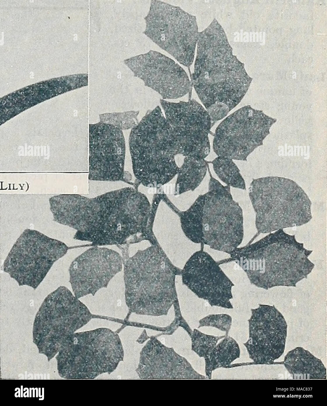 . Dreer's midsummer list 1933 . ViTis (Cissus) Rhombifolia (Grape Ivy) Our Autumn Catalogue ready September First will offer a complete line of Decorative and Flowering Plants for the House and Conservatory Stock Photo