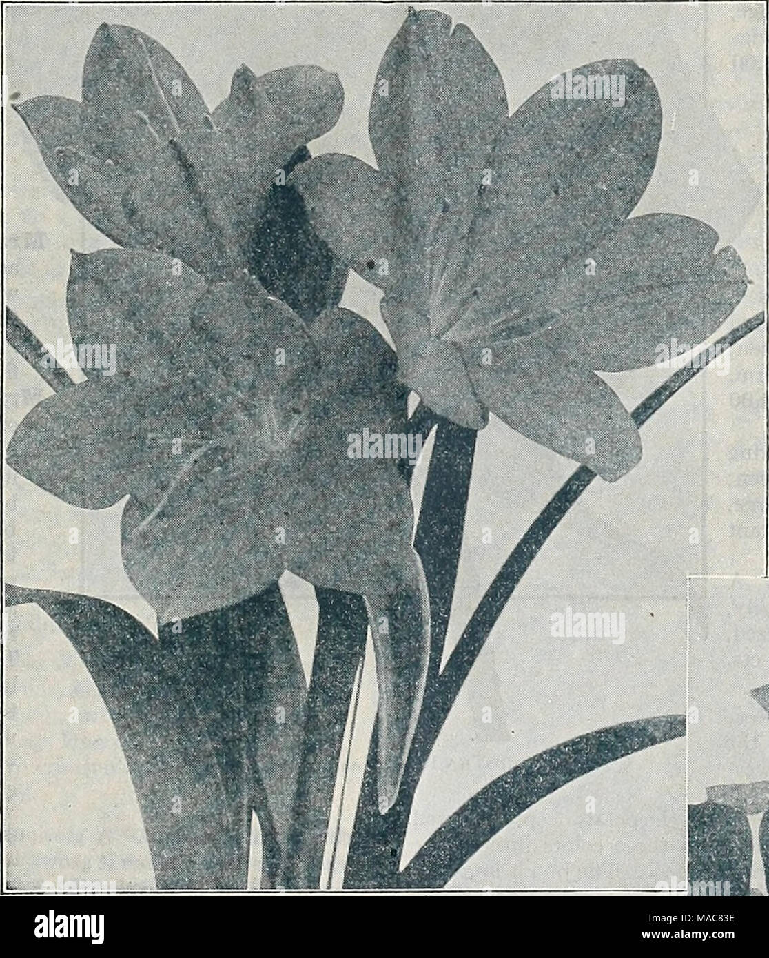 . Dreer's midsummer list 1933 . Oleander (Nerium) An old favorite house plant. Double Pink Flower- ing. Green foliage and double flowers. Variegated Leaved. The green leaves are attrac- tively edged with creamy white bearing attractive single pink flowers. Either variety, strong 4- inch pots, 50 cts. each. Olea (Sweet Olive) Fragrans. An old favor- ite greenhouse Shrub suc- ceeding admirably as a house plant, producing small creamy-white flow- ers of the most exquisite fragrance, continues to bloom almost the entire winter. 4-inch pots, $1.00 each. Vallota (Scarborough Lily) Speciosa. An inter Stock Photo