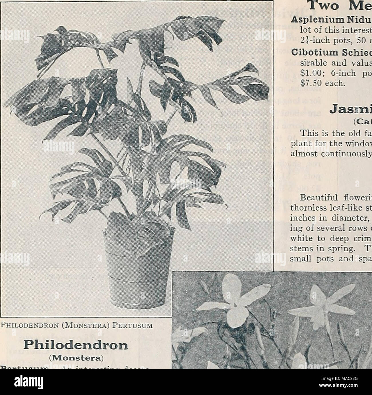 . Dreer's midsummer list 1933 . Philodendron (Monstera) Pertusum. An interesting decora- tive foliage plant for the con- servatory or living room with large fleshy dark green leaves that are irregularly and deeply cut or lobed on the edges. We offer this only in specimen plants. 7-inch tubs, $10.00; 8-inch tubs, $15.00 each. ^^^ 1^ Two Meritorious House Ferns Asplenium Nidus Avis {Bird's Nest Fern). We have a splendid lot of this interesting Fern which is well suited for house culture. 2i-inch pots, 50 cts.; Sf-inch pots, 75 cts. each. Cibotium Schiedei {Mexican Tree Fern). One of the most de- Stock Photo