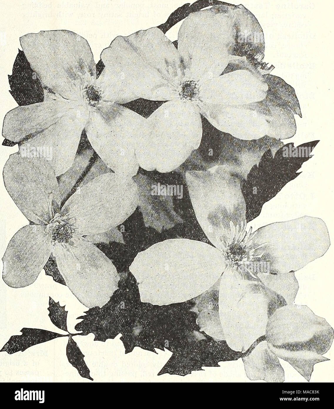 . Dreer's midsummer list 1931 . Clematis Montan. Undulata Polygonum Auberti {Silver Lace Vine). doz. Wisteria Sinensis Blue. $1.00 each. White. $1.00 each. — Venusta {Silky Wisteria). $1.00 each. 75 cts. each; $7.50 per Hardy Plants Pot Grown suitable for summer planting Abelia Chinensis Grandiflora A choice small Shrub of graceful habit, producing through the entire summer and fall white tinted lilac heather-like flowers in such abundance as to completely cover the plant. Plants from 4-inch pots, 50 cts. each. Buddleia Variabilis Magnifica (Butterfly Shrub or Summer Lilac) One of the most de Stock Photo