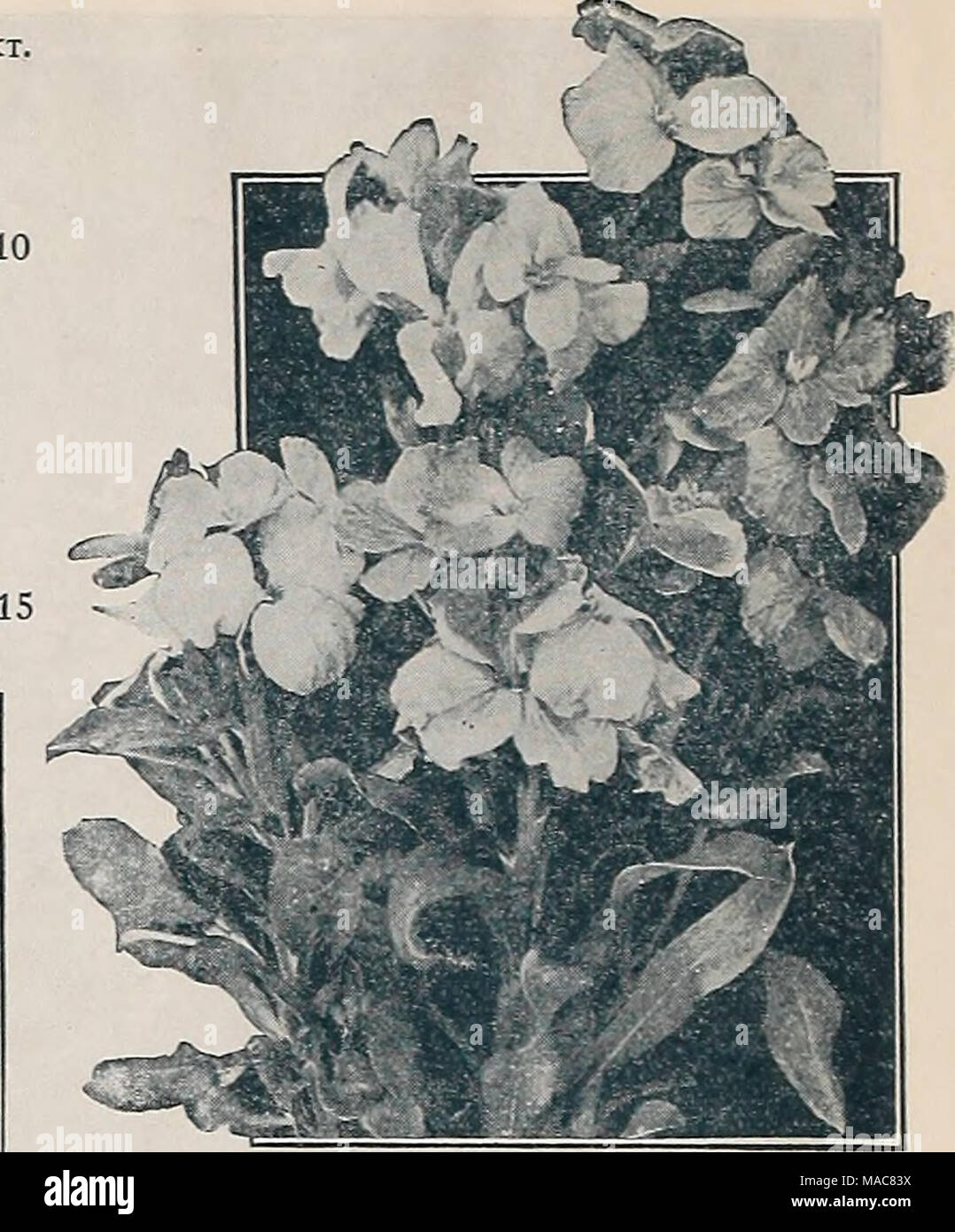 . Dreer's midsummer list 1933 . SlNXLE 'ALl.FLOVER Veronica (Speedweii) PER PKT. 4372 Incana. Bright silvery foliage, blue flowers; July and August; 1 foot. A splendid variet' for the rockery. Special pkt, 60 cts ' .$0 20 4374 Maritima('Xo;;g!Yo//a). Averypretty Speedwell growing about 2 feet high and producing long spikes of blue flowers from July to September, i oz., 50 cts 10 4375 Repens. A useful rock or carpet- y^^-,-^^ ing plant, with light blue flowers; May and June. Special pkt., 75 cts. 25 4376 Spicata. An elegant hardy border plant, growing about IJ feet high, producing long spik Stock Photo