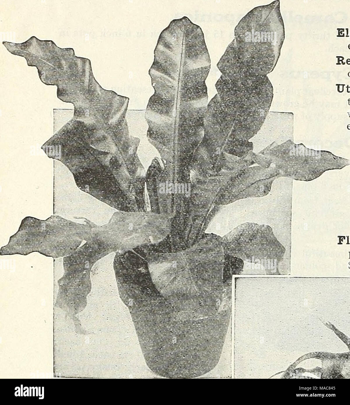 . Dreer's midsummer list 1931 . Platycerium Alcicorne Major AsPLENiuM Nidus Ams Fine Ferns Adiantum Farleyense Glor- iosa {The Glory Fern). An easy-growing form of that mobt beautiful of all Maiden Hairs, Adiantum Farleyense. Good plants, in 3-inch pots, 50 cts. each; 4-inch pots, Sl.OO each. Adiantum Wrighti. A com- paratively new variety of the Maiden Hair type with large fronds which are of a particu- larly rich pleasing green color. A good hardy variety suitable for the house. 4-inch pots, 75 cts. each. Asplenium Nidus Avis {Bird's Nest Fern). We have a splendid lot of this interesting Fer Stock Photo