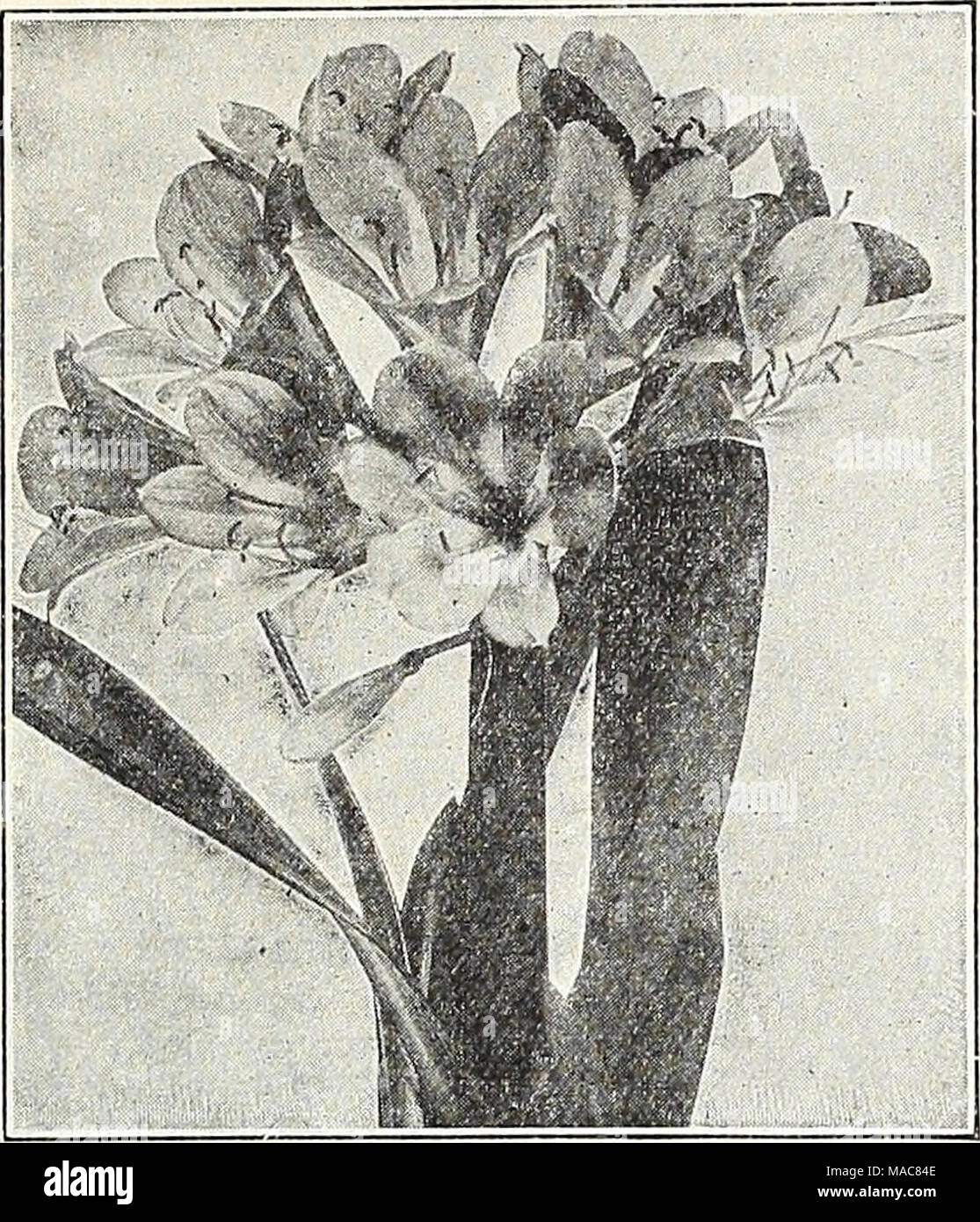 . Dreer's midsummer list 1931 . Clivia Miniata Clivia Miniata (Imantophyllum) A pretty lily-like plant of the easiest culture, a most desirable house plant, it flowers during the late winter months, remaining in bloom for a long period. The flowers are about 2 inches long, and are borne in dense clusters from 10 to 20 flowers each; in color it is of a fine orange-red, shading to buff. 4-inch pots, $1.00; 5-inch pots, $2.00; 6-inch pots, $3.00 and 7-inch pots, $5.00 each. Oestrum Parqui (Night-bloomlng jessamine) An interesting tender Shrub of easy cultivation, either for pot culture or for pla Stock Photo
