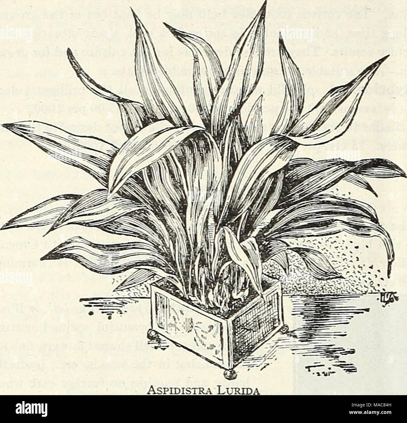 . Dreer's midsummer list 1931 . Agapanthus (Blue LUy of the Nile) UmbellatUS. A splendid ornamental plant, bearing clusters of bright, blue flowers on 3 feet long flower stalks lasting a long time in bloom. A most desirable plant for outdoor decoration, planted in large pots or tubs on the lawn or piazza. Strong flowering plants from 5-inch pots, $1.00; 8-inch pots, $3.00; large 12-inch tubs, $6.00 each. Agave (Century Plant) An old time favorite decorative plant which in years past was found in nearly every collection, useful as an individual specimen on the lawn or in the garden during the s Stock Photo