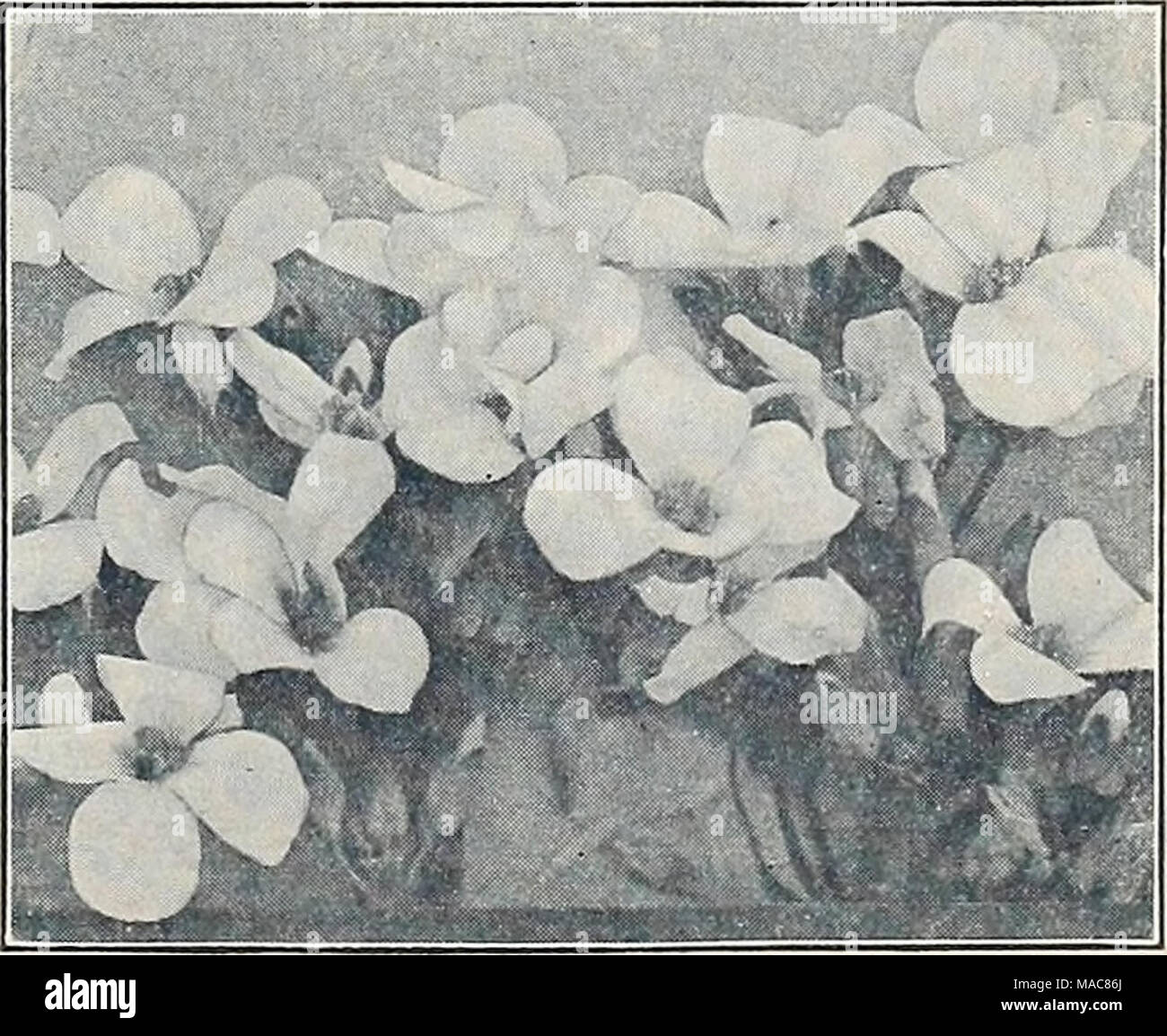 . Dreer's midsummer list 1933 . Arabis Alpina (Rock Cress) Our Leaflet, &quot;Growing of Flowers from Seed,&quot; Free on Request Stock Photo