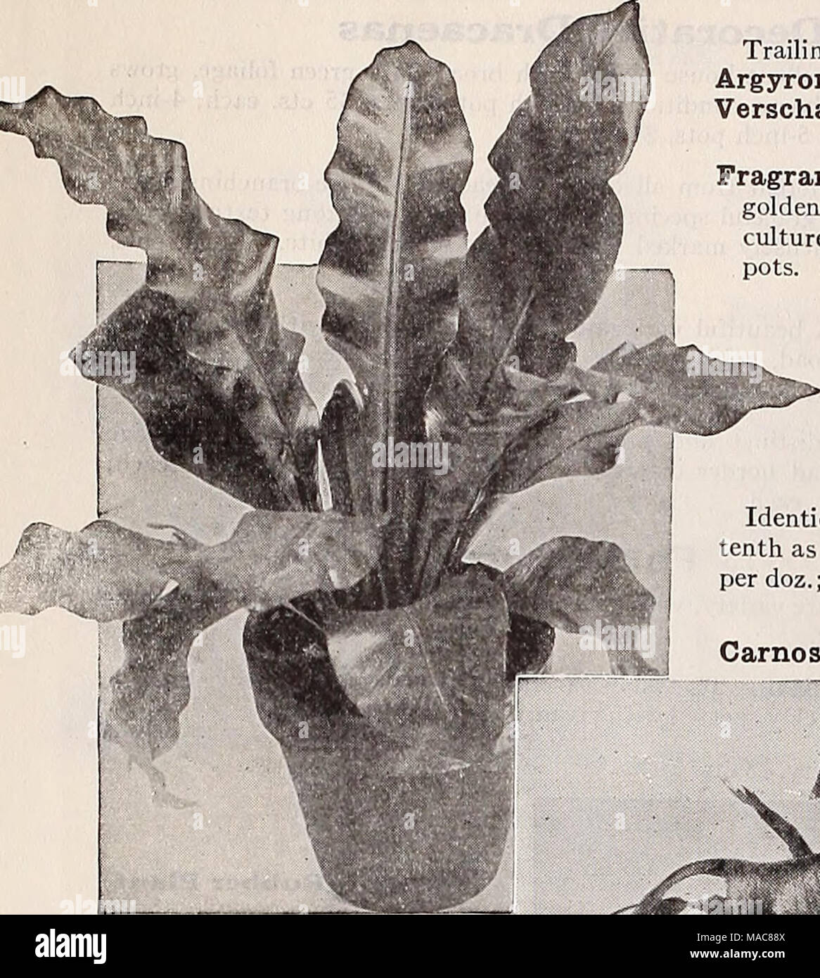 . Dreer's midsummer list 1932 . Platycerium Alcicorne Major Asplenium Nidus Avis Fine Ferns Adiantum Farleyense Glor- iosa (The Glory Fern). An easy-growing form of that most beautiful of all Maiden Hairs, Adiantum Farleyense. Good plants, in 3-inch pots, SO cts. each; 4-inch pots, $1.00 each. — Wrighti. A comparatively new variety of the Maiden Hair type with large fronds which are of a particularly rich pleasing green color. A good hardy variety suitable for the house. 4-inch pots, 75 cts. each. Asplenium Nidus Avis {Bird's Nest Fern). We have a splendid lot of this interesting Fern which is Stock Photo