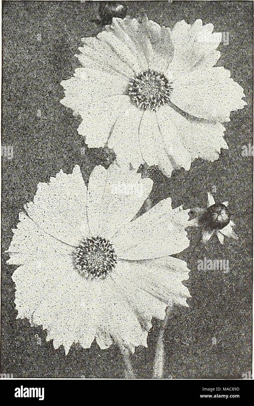 . Dreer's midsummer list 1931 . Coreopsis Lanceolata Grandiflora A large list of Books on Horticultiu&quot;e and Kindred Subjects is offered on second cover page Stock Photo