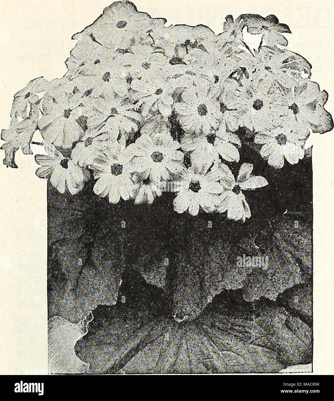 . Dreer's midsummer list 1931 . Dreer's Prize Dwarf Cineraria Cerastium (Snow in summer) 1911 Tomentosum. A very pretty dwarf, white-leaved edging plant, bearing small white flowers; hardy perennial. Splendid for rockery. J oz., 60 cts $0 15 Cheiranthus Very pretty dwarf hardy biennial plants, for early spring flowering sow in late summer. Splendid for rockery. 1915 Allionii {Siberian Wallflower). About 12 inches high with heads of brilliant orange flowers. | oz., 40 cts... 15 PER PKI. 1916 Linifolius {Alpine Wallflower). Forms compact plants about 9 inches high with numerous small spikes of b Stock Photo