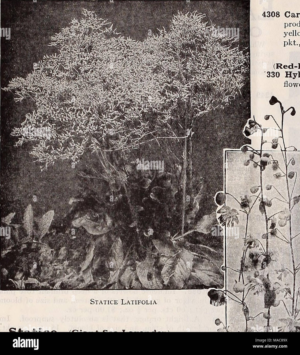 . Dreer's midsummer list 1932 . Statice (Giant Sea Lavender) Splendid hardy perennials, either for the border or rockery, producing all summer panicles of minute flowers, which can be dried and used for winter bouquets. PER Pkt. 3997 Latifolia. Immense candelabra- like heads of purplish-blue minute flowers during July and August. H ft. high. (See cut.)  oz., SO cts $0 10 4000 Incana Mixed. Containing many sorts, i oz., 30 cts '. 10 Thermopsis PER PKT Caroliniana. A showy, tall growing hardy perennial, producing in June and July, long spikes of lupin-like yellow flowers. 3 feet. Excellent for  Stock Photo