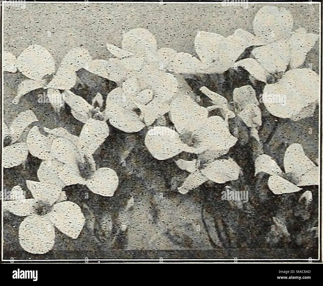 . Dreer's midsummer list 1931 . Arabis Alpina (Rock Cress) Our Leaflet, &quot;How to Grow Flowers from Seeds,&quot; Free on Request Stock Photo