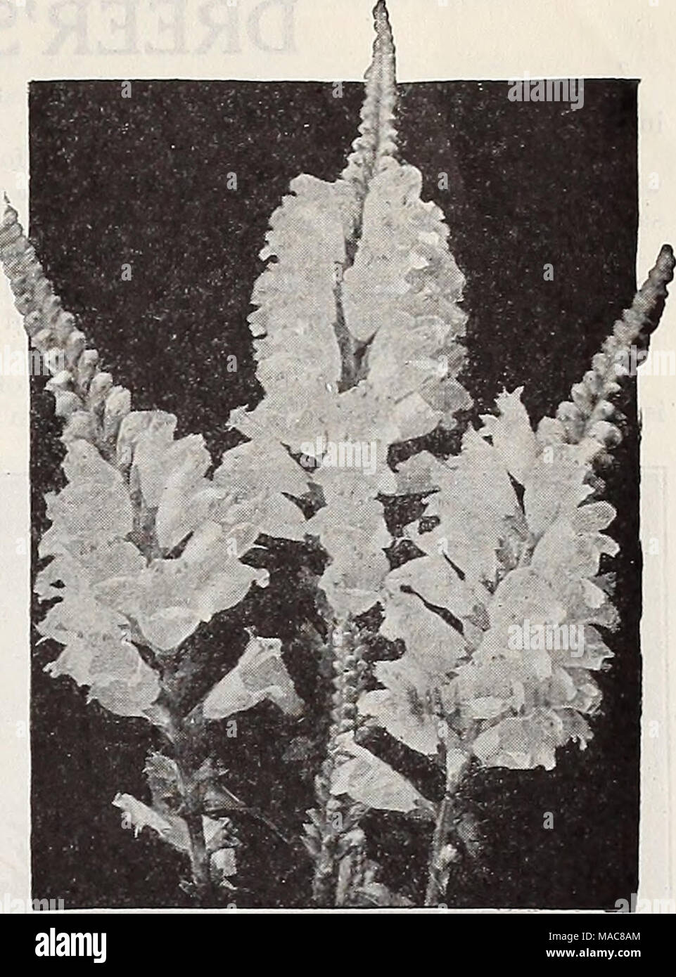 . Dreer's midsummer list 1932 . Nemesia A very pretty annual which does best in a cool position; the plants grow about a foot high, and the orchid-like flowers are very varied in color, including rose, yellow, blue, orange, etc. PER PKT 3396 Nana Compacta Blue Gem. A splendid variety for bedding or edging. 7 inches. Special pkt., 50 cts... % 3399 Nana Compacta Orange Prince. Brilliant orange. Special pkt., 75 cts 3401 Dwarf Large-flowering Hybrids Mixed. Special pkt., 50 cts Nepeta (Mauve Catnip) 3407 Mussini. Neat bushes of small lavender-like foliage covered with terminal spikes of pale mauv Stock Photo