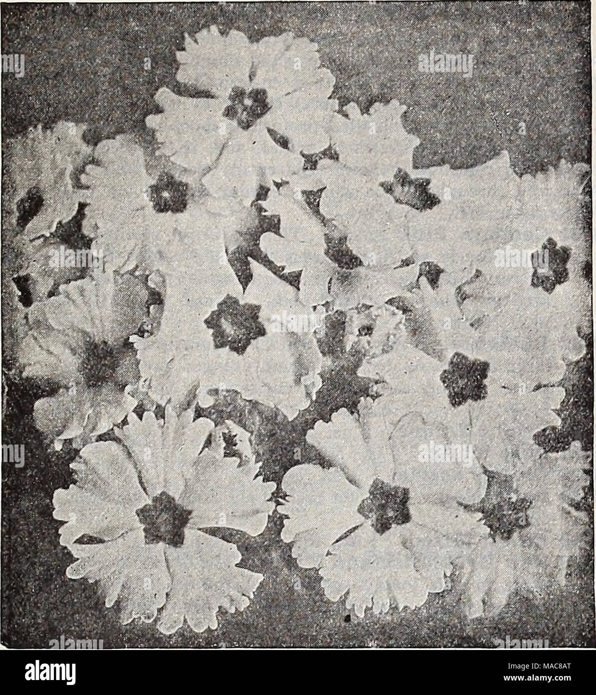 . Dreer's midsummer list 1932 . : Dreer's &quot;Peerless&quot; Chinese Primroses Primula (Primrose) The charming and beautiful Chinese Fringed Primrose and Obconica varieties are indispensable for winter or spring decora- tions in the home or conservatory. They are one of the most im- portant winter blooming pot plants. Dreer's &quot;Peerless&quot; Chinese Primroses PER pkt. 3784 Peerless Blue (True Blue) $0 50 35 35 35 35 3785 -White (Brook's White). Pure white 3787 -Pink (Delicata). Soft pink 3783 —Scarlet {Chiswick Red Imp.). Rich scarlet 3786 —Crimson (Crimson King). Rich luminous crimson. Stock Photo