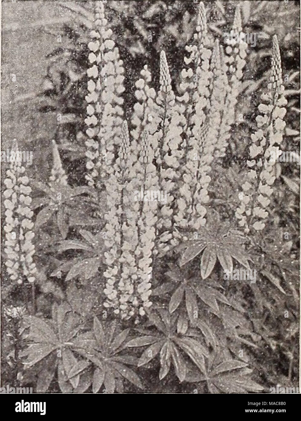 . Dreer's midsummer list 1932 . iAA Li Lupinus Polyphyllus One Thousand ...