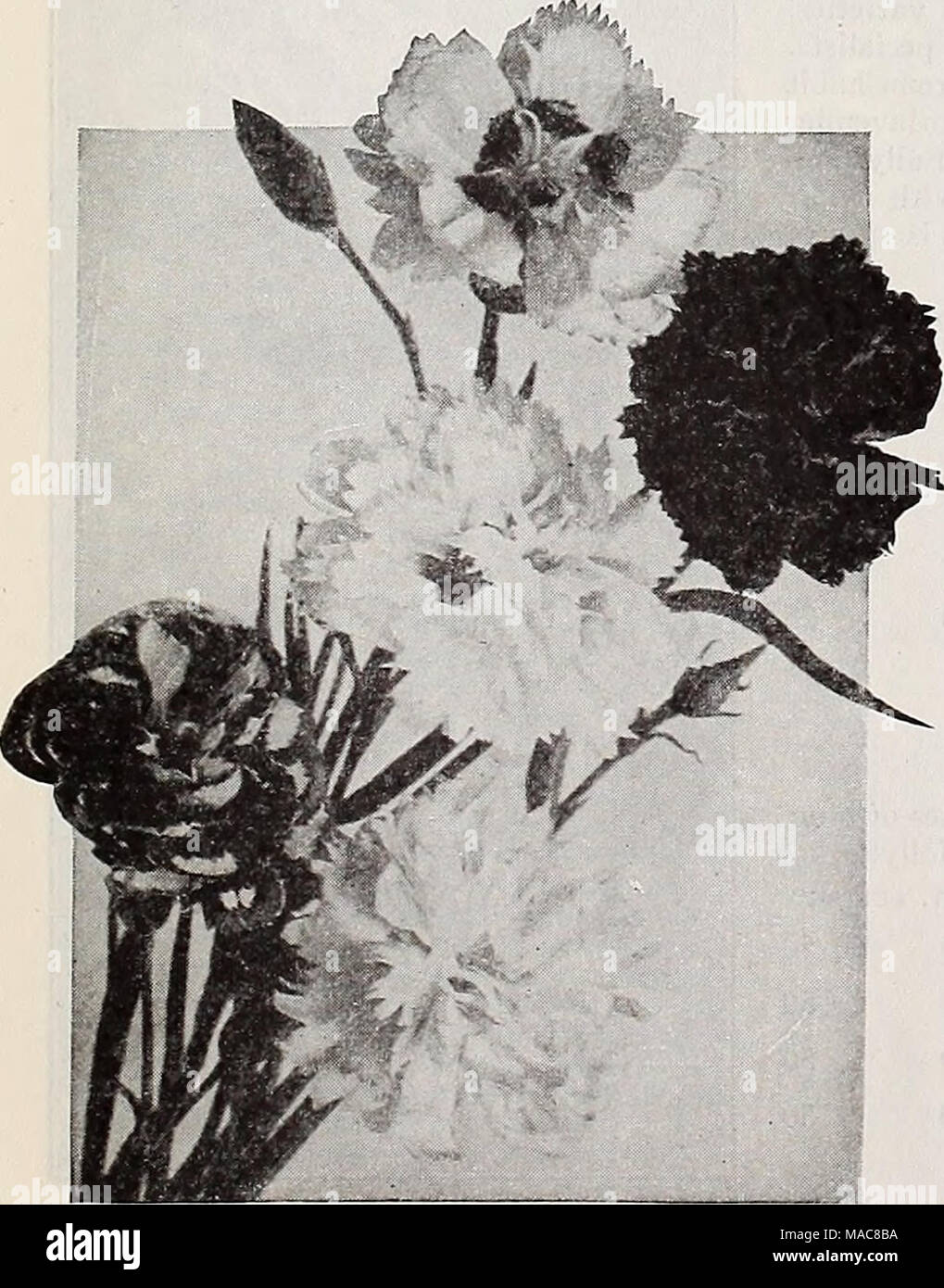 . Dreer's midsummer list 1932 . Dianihus Plumarius Semperflorens Hardy Dianthus or Garden Pinks (Dianthus Plumarius, etc.) These varieties are well adapted for beds and borders; delightful, refreshing, spicy odor; should be in every garden where cut flowers are wanted, and make a fine edging to a hardy border; also ex- cellent for rock gardens. per pkt. 2335 Caesius {Cheddar Pink). A splendid rock plant form- ing dense tufts a few inches high and sweet scented bright rosy-pink flowers in May and June. % oz., 50 cts ...A 2334 Deltoides, Brilliant (Maiden Pink). A charming creeping variety, with Stock Photo