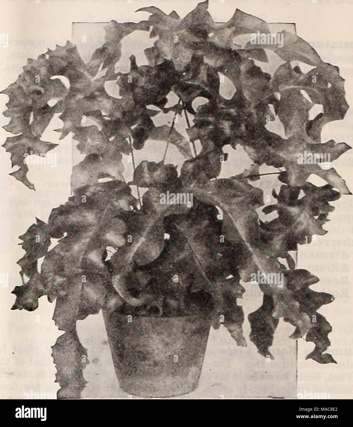 . Dreer's midsummer list 1929 . POLVPODIUM M A.&quot;DAIANTJM SEEDLING DREER'S FINE FERNS We offer below but a few of the more important Decorative Ferns. Asplenium Nidus Avis (B!&gt;(f'5 Nest Fern). We have a splendid lot of this interesting Fern which is well suited for house culture. 32-inch pots, SI.00 each. Cibotium Schiedei {Mexican Tree Fern). One of the most desirable and valuable Ferns for room decoration. 4-inch pots, Sl.OO each; 6-inch pots, $2.50 each. Stock Photo