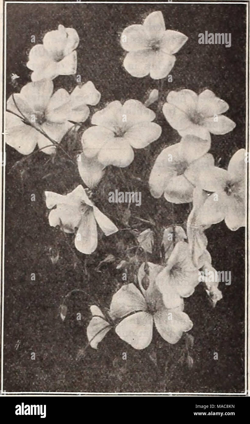 . Dreer's midsummer list 1929 . LiNUM Perenne Honesty (Moonwort, Satin Flower) PER PKT. 2801 Hardy biennials, admired for their silvery seed pouches, which are used for house ornaments, as they present a beautiful and rather curious appearance; 2 feet, i oz., 30 cts SO 10 Iberis (Hardy Candytuft) PER PKT. 2824 Gibraltarica Hybrida. White shading to lOac. 50 cts. per J oz... SO 10 2825 Sempervirens. A profuse, white-blooming, hardy perennial, com- ing in flower early in the spring; much used for cemeteries, rockeries, etc.; 1 foot. Sl.OO per i oz 25 Iris (Flowering Flag) 2888 Gertnanica {German Stock Photo