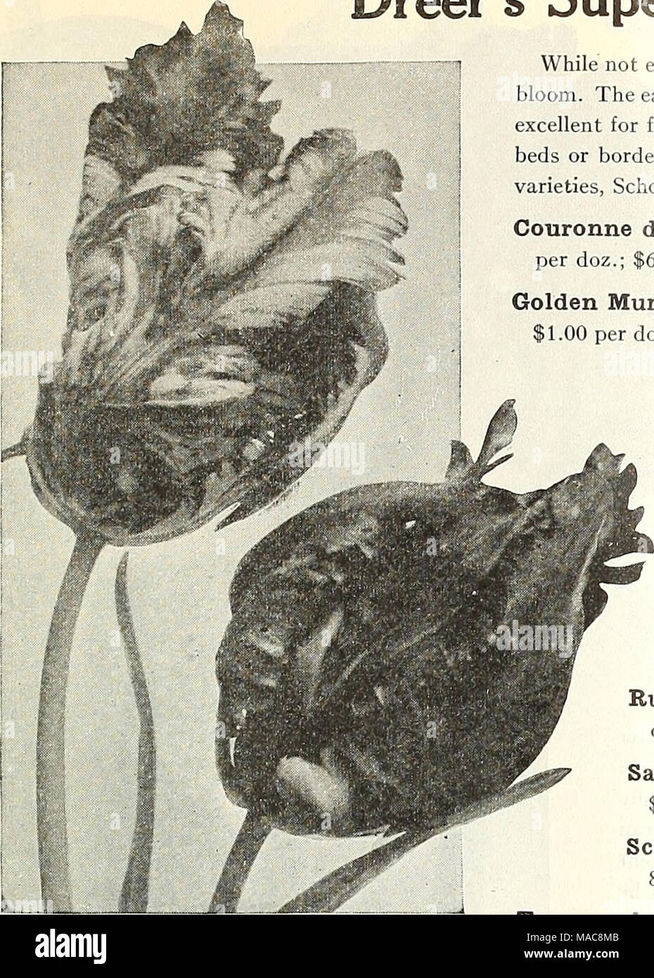 . Dreer's mid-summer list 1928 . COLLECTIONS OF DOUBLE TULIPS 3 each of the 10 varieties, 30 bulbs $2 25 postpaid 6 each of the 10 varieties. 60 bulbs 3 60 &quot; 12 each of the 10 varieties, 120 bulbs 7 00 &quot; 25 each of the 10 varieties, 250 bulbs 13 50 ,,&quot; PARROT OR DRAGON TULIPS Very large flowers of singular and picturesque forms and brilliant colors; very beautiful and interesting. The petals are curiously fringed or cut. They form extravagantly showy flower beds or borders, are of endless variety of form and color, stand a long time when cut, and should be grown in every flower  Stock Photo