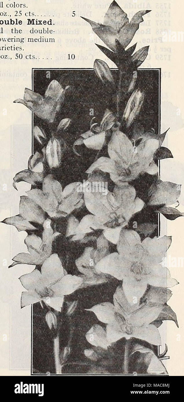 . Dreer's midsummer list 1929 . CAMPANULA Pyramidalis (Chimney Bellflower) Otur Leaflet, &quot;How to Grow Flowers from Seeds,&quot; Free on Request Stock Photo