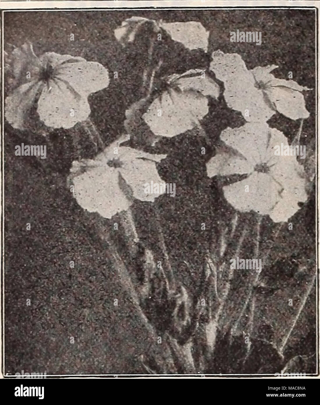 . Dreer's midsummer list 1929 . Agrostemma Coronaria Achillea (MilfoIl, or Yarrow) PER PKT. 1021 Ptarmica &quot;The Pearl.&quot; One of the best hardy white peren- nials. Grows about 2 feet high and from spring till frost is covered with heads of purest white double flowers. Easily grown from seed SO 25 Aconitum (Monk's Hood, or Wolfsbane) 1031 Napellus. A hardy perennial, growing in any good garden soil, producing long spikes of curi- ously-shaped blue and white flowers. Well adapted for plant- ing among shrubbery or in shady corners of the garden; 3 to 5 feet 15 AmpelopsiS (Boston, or Japane Stock Photo