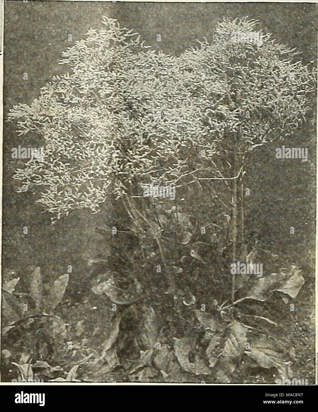 . Dreer's mid-summer list 1928 . Statice Latifolia Splendid perpetual-blooming class; they throw out numerous side branches, all bearing verj' double, fragrant flowers. For winter and early spring blooming in a cool greenhouse they aje invaluable. Seed may be sown any time during the sum- mer or early autumn, blooming in about 12 weeks time. 4031 Princess Alice. PER PKT. WTiite $0 IS 4032 La France. Rose 15 4033 Brilliant. Blood-red IS 4034 Sapphire. Dark blue 15 4035 Creole. Creamy-yellow IS 4036 May Queen. Delicate lilac 15 4039 Collection of a packet each of the above 6 colors, 60 cts. 4040 Stock Photo