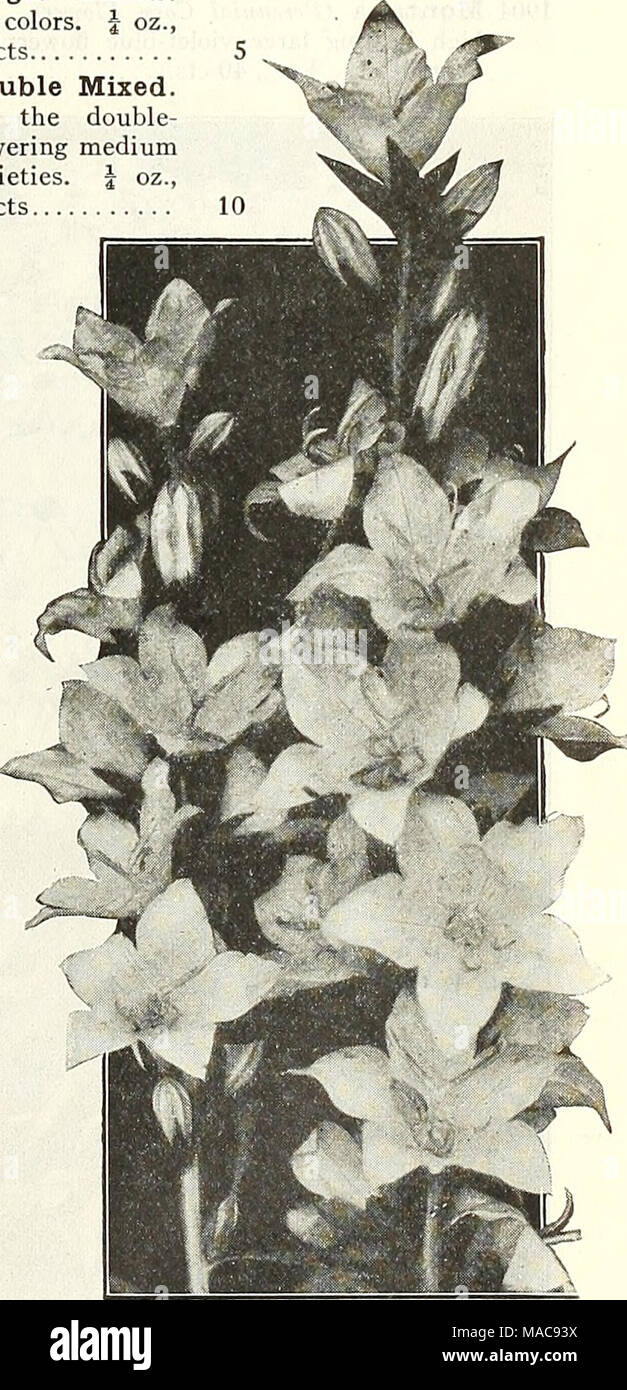 . Dreer's midsummer list 1927 . Campanula Pyramidalis (Chimney Bellflower) For Complete List and Cultural Notes see our Garden Book for 1927 Stock Photo