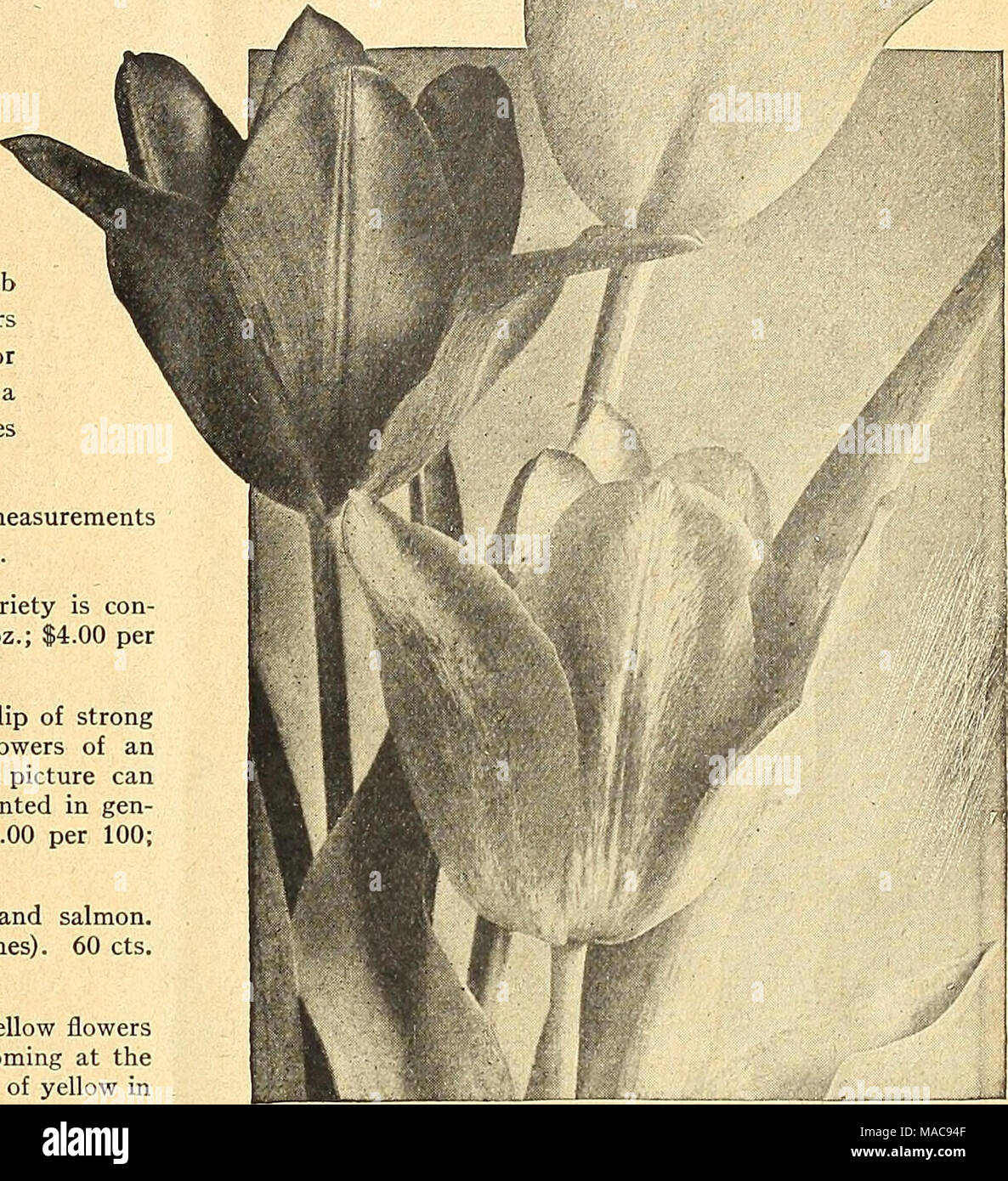 Dreer S Midsummer List 1926 Group Of Cottage Garden Tulips